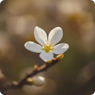 خواص عسل بهار نارنج